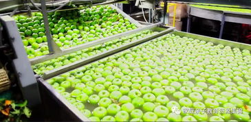 Blippi带你探索苹果的奇妙之旅 从枝头到货架的奇妙旅程